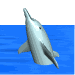 dolphin_tread_md_wht.gif