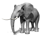 elephant_ear_twitch_md_wht.gif