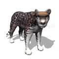 jaguar_looking_md_wht.gif