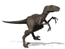 raptor_walk_md_wht.gif