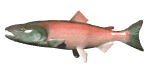 salmon_swimming_md_wht.gif