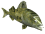 trout_frnt_swim_md_wht.gif