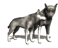 wolf_pair_rub_necks_md_wht.gif