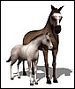 horse_and_foal_md_wht.gif