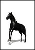 horse_black_rear_md_wht.gif