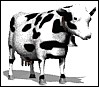 milk_cow_looking_md_wht.gif