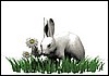 rabbit_in_grass_md_wht.gif