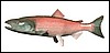 salmon_swimming_md_wht.gif
