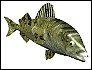 trout_frnt_swim_md_wht.gif