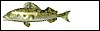 trout_md_wht.gif