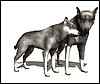wolf_pair_rub_necks_md_wht.gif