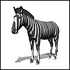 zebra_fly_md_wht.gif
