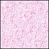 lilachze.gif