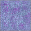 purplebl.gif