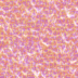 aftex.gif