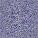 bluewhit.gif