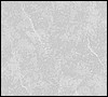 bg.gif