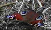 butterfly.jpg