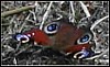butterfly.jpg